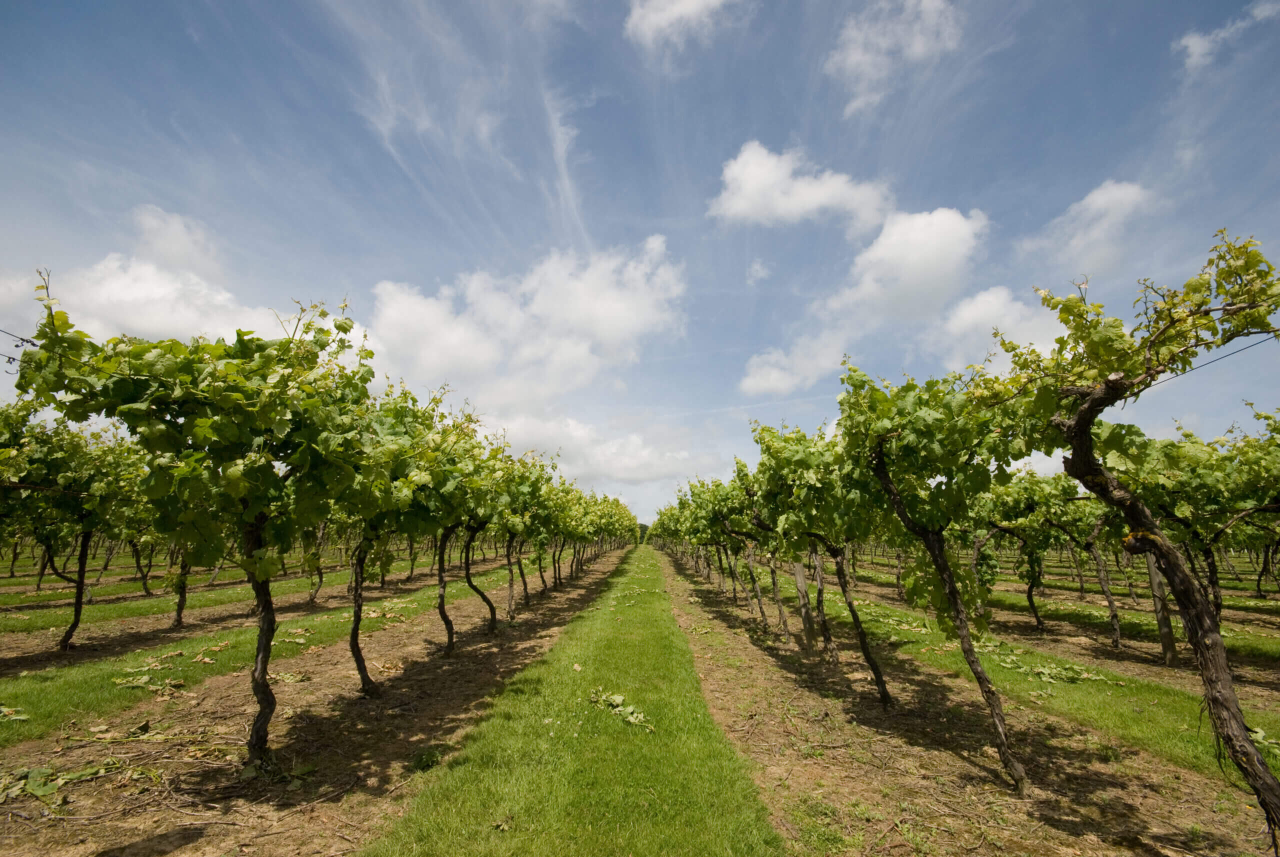 The vines at Biddenden
