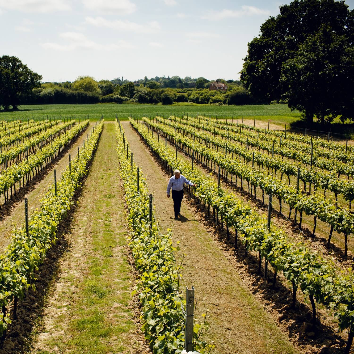 Among the vines walking